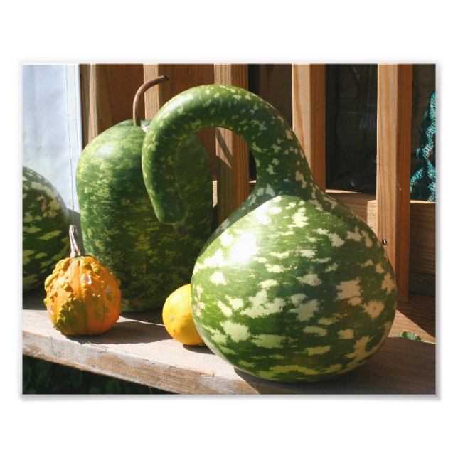 Giant Gourds Nature Photo Print (Front)