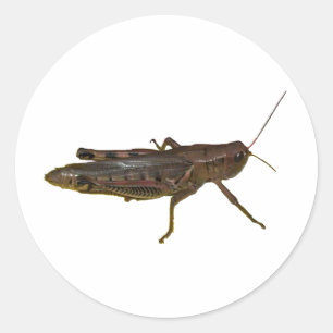 Giant Grasshopper Classic Round Sticker