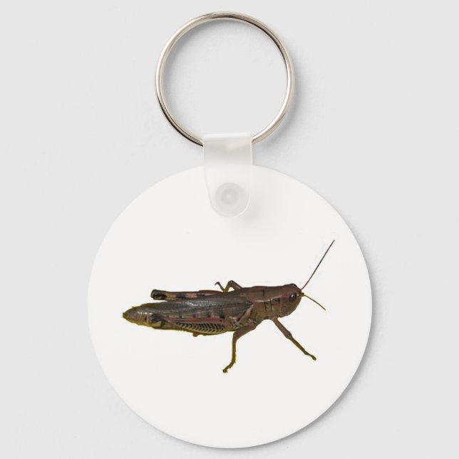Giant Grasshopper Key Ring (Front)