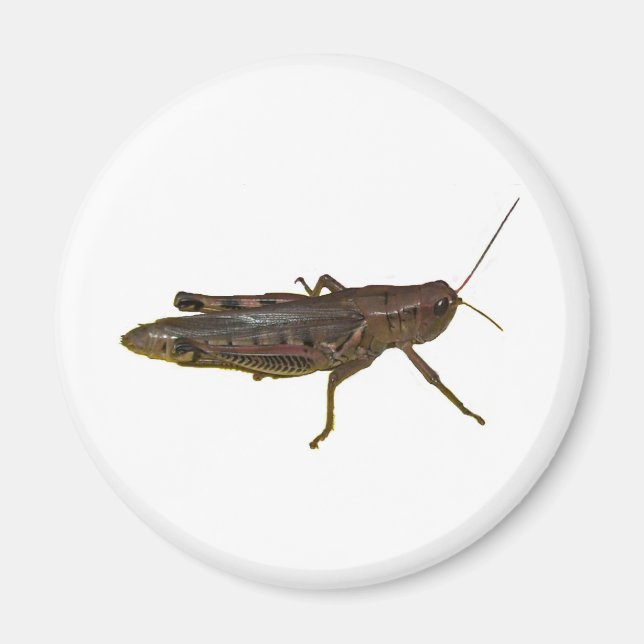 Giant Grasshopper Magnet (Front)