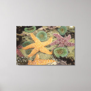 Giant green anemones and ochre sea stars canvas print