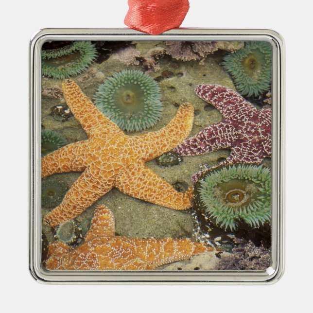 Giant green anemones and ochre sea stars metal tree decoration (Front)