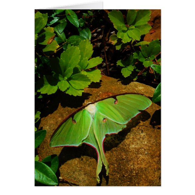 Giant Green Luna moth (Front)
