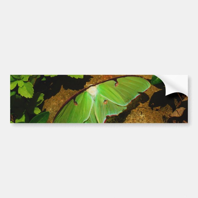 Giant Green Luna moth Bumper Sticker (Front)