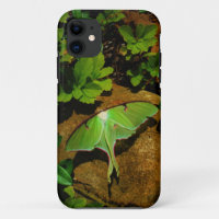 Giant Green Luna moth