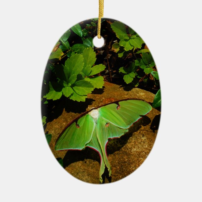 Giant Green Luna moth Ceramic Tree Decoration (Front)