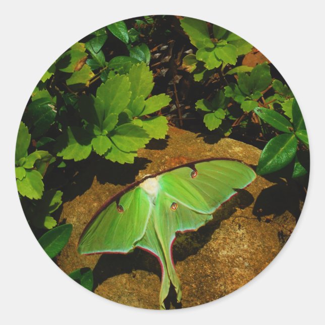 Giant Green Luna moth Classic Round Sticker (Front)