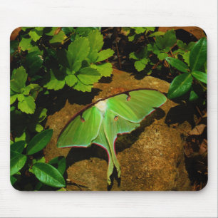 Giant Green Luna moth Mouse Pad