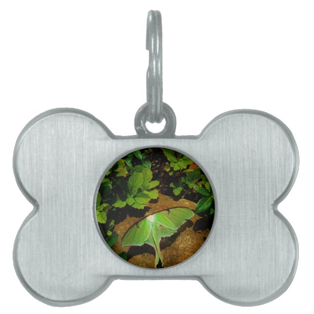 Giant Green Luna moth Pet Name Tag (Front)