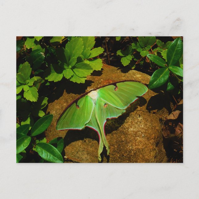 Giant Green Luna moth Postcard (Front)