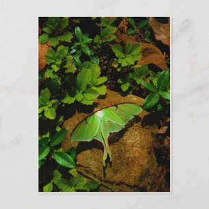 Giant Green Luna moth Postcard