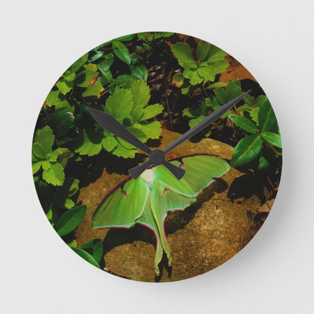 Giant Green Luna moth Round Clock (Front)