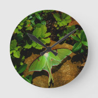 Giant Green Luna moth