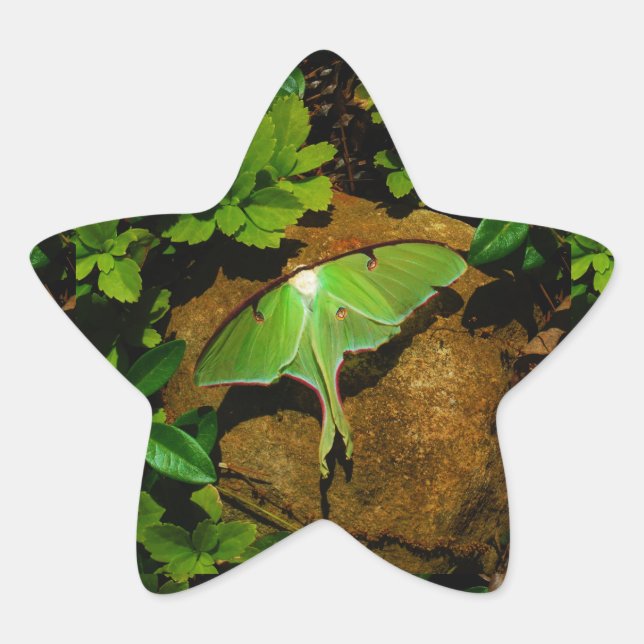 Giant Green Luna moth Star Sticker (Front)