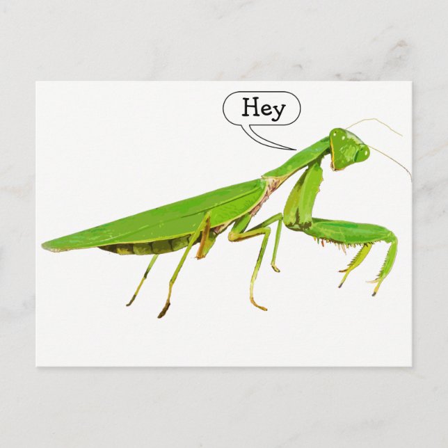 Giant Green Praying Mantis Postcard (Front)