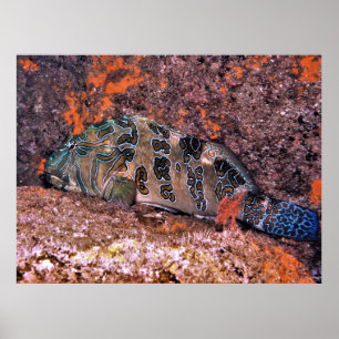 Giant Hawkfish Poster