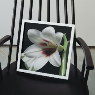 Giant Himalayan Lily Photo Glossy Poster