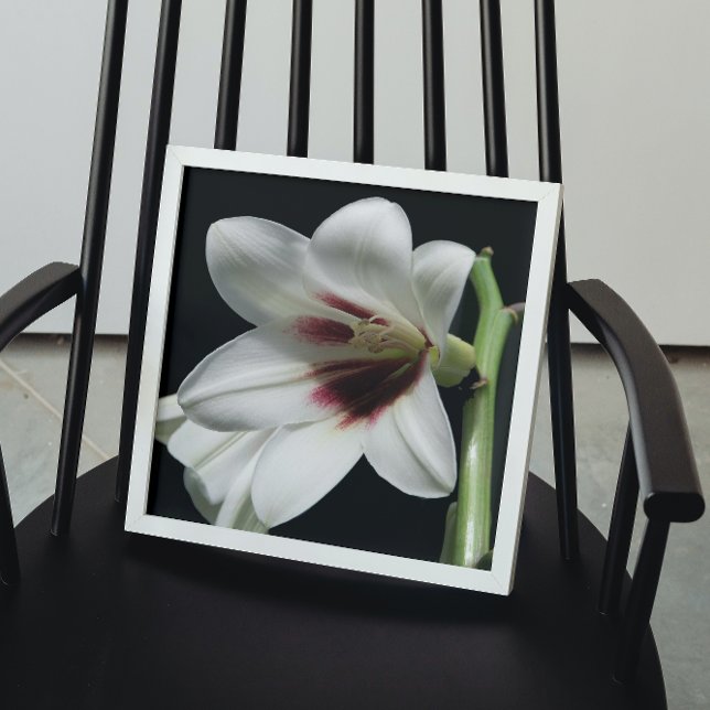 Giant Himalayan Lily Photo Glossy Poster (In Situ)