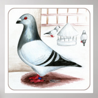 Giant Homer Pigeon 1973 Poster