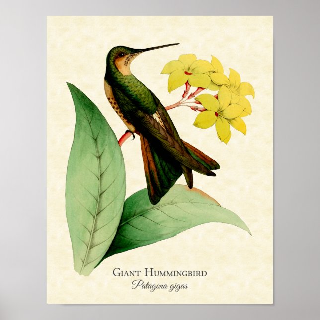 Giant Hummingbird Art Print (Front)