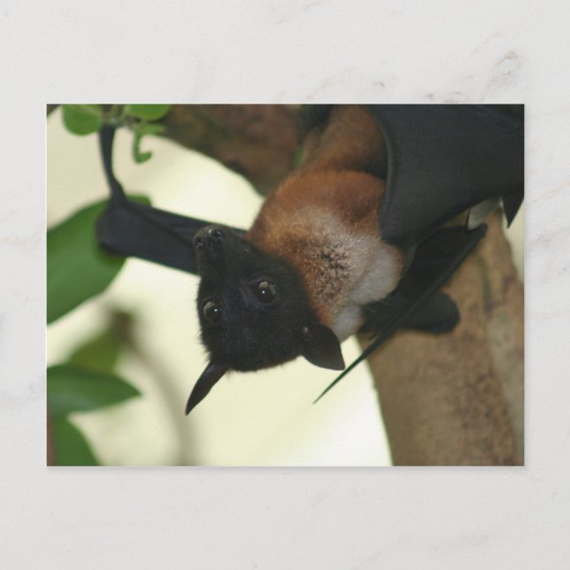 Giant Indian Fruit Bat Postcard (Front)