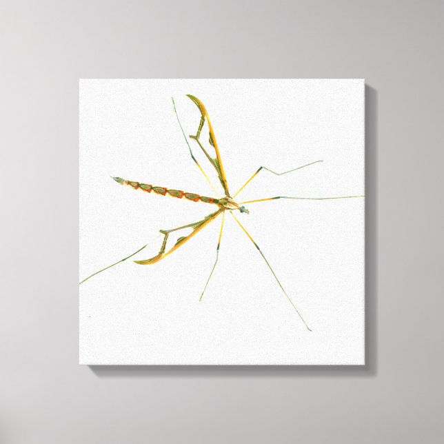 giant insect wrapped canvas (Front)