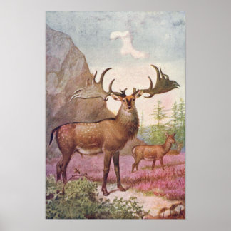 Giant Irish Deer Prehistoric Animals Antique Print