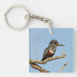 Giant Kingfisher Key Ring