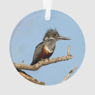 Giant Kingfisher Ornament