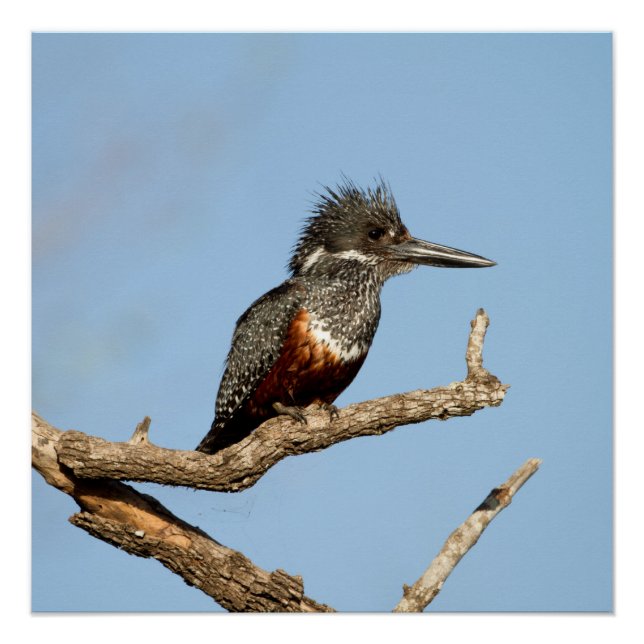Giant Kingfisher Poster (Front)