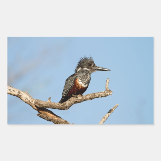 Giant Kingfisher Rectangular Sticker (Front)