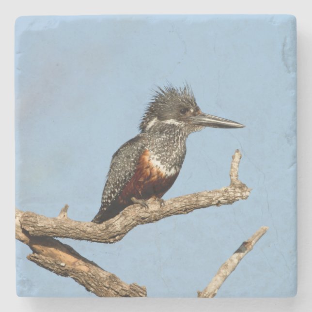 Giant Kingfisher Stone Coaster (Front)