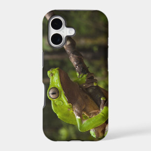 Giant leaf frog Phyllomedusa bicolor)