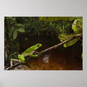 Giant leaf frog Phyllomedusa bicolor) 2 Poster