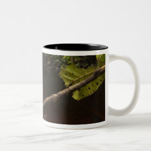 Giant leaf frog Phyllomedusa bicolor) 2 Two-Tone Coffee Mug