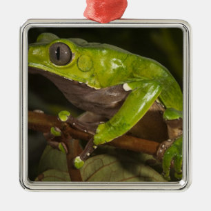Giant leaf frog Phyllomedusa bicolor) 3 Metal Tree Decoration