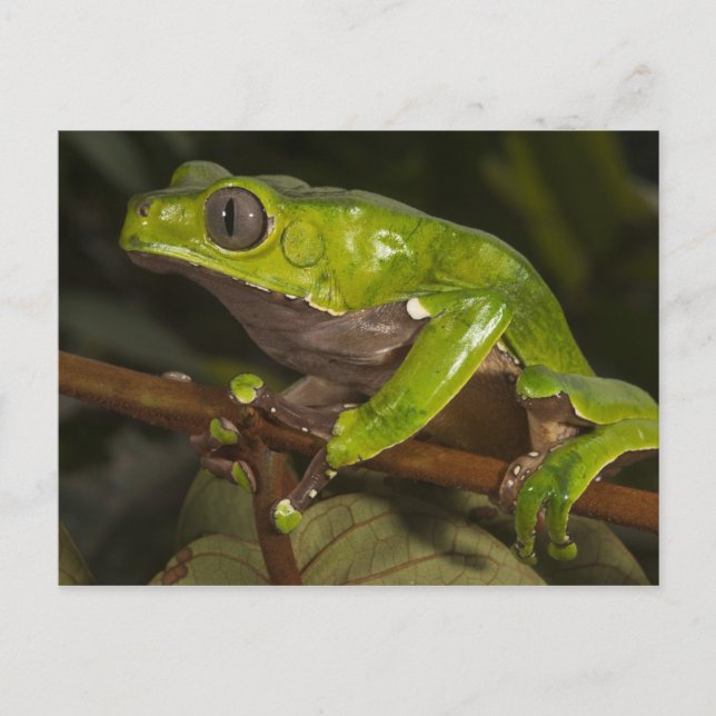 Giant leaf frog Phyllomedusa bicolor) 3 Postcard (Front)