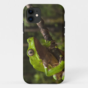 Giant leaf frog Phyllomedusa bicolor) Case-Mate iPhone Case