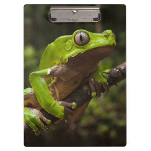 Giant leaf frog Phyllomedusa bicolor) Clipboard