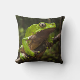 Giant leaf frog Phyllomedusa bicolor) Cushion