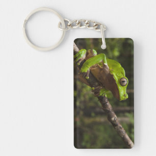 Giant leaf frog Phyllomedusa bicolor) Key Ring
