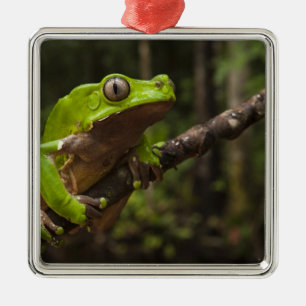 Giant leaf frog Phyllomedusa bicolor) Metal Tree Decoration