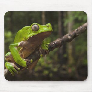 Giant leaf frog Phyllomedusa bicolor) Mouse Pad