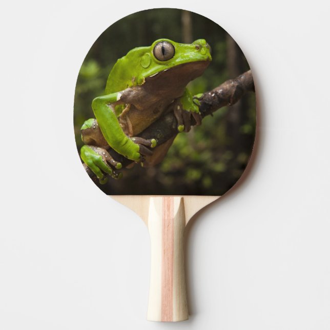 Giant leaf frog Phyllomedusa bicolor) Ping Pong Paddle (Front)