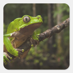 Giant leaf frog Phyllomedusa bicolor) Square Sticker