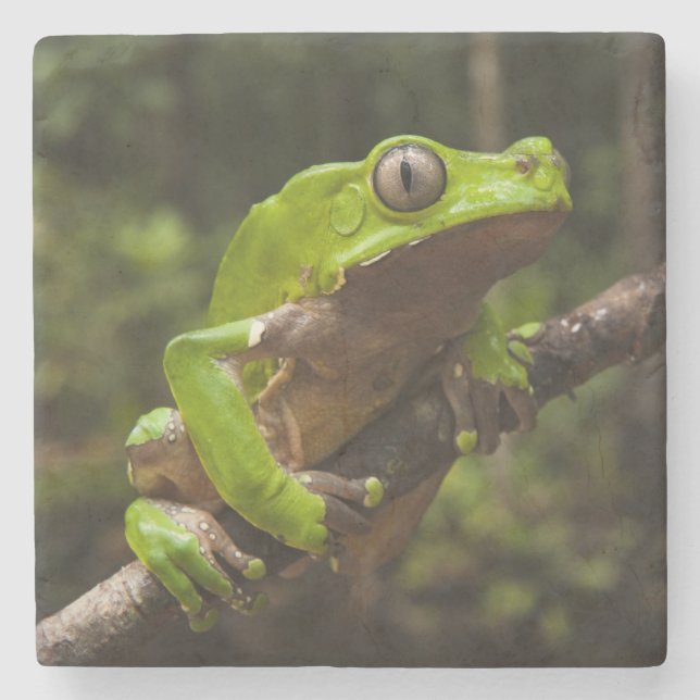 Giant leaf frog Phyllomedusa bicolor) Stone Coaster (Front)