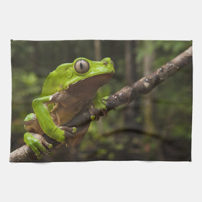 Giant leaf frog Phyllomedusa bicolor) Tea Towel (Horizontal)
