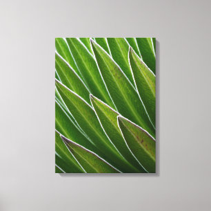 Giant Lobelia (Lobelia telekii) Kenya, Africa Canvas Print