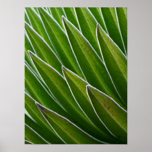 Giant Lobelia (Lobelia telekii) Kenya, Africa Poster
