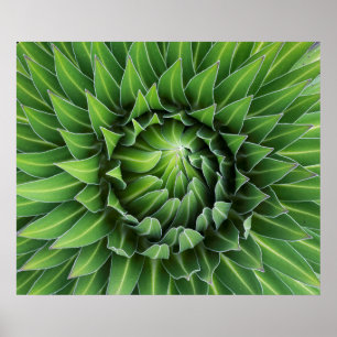 Giant Lobelia Mount Kenya National Park, Kenya Poster